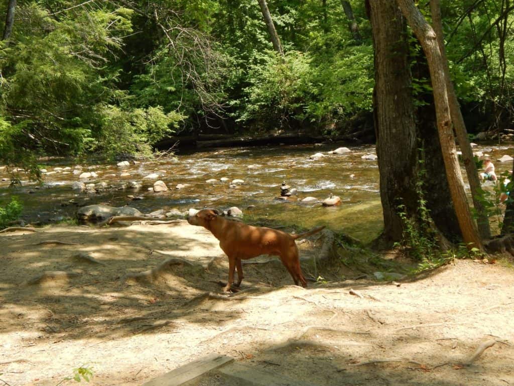 dog at the river